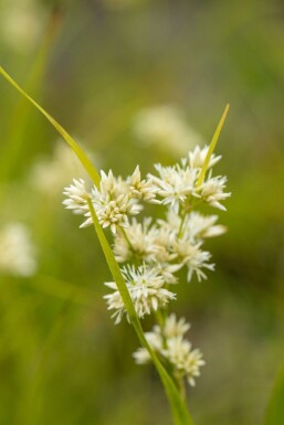 Luzula nivea Silverfryle 5-10 i kruka P9 Luzula nivea