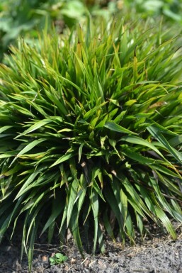 Luzula pilosa 'Igel' Vårfryle 5-10 i kruka P9 Luzula pilosa 'Igel'