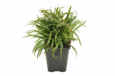 Luzula pilosa 'Igel' Vårfryle 5-10 i kruka P9 Luzula pilosa 'Igel'