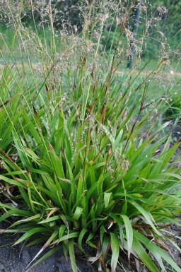 Luzula sylvatica Storfryle 5-10 i kruka P9 Luzula sylvatica
