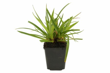 Luzula sylvatica Storfryle 5-10 i kruka P9 Luzula sylvatica
