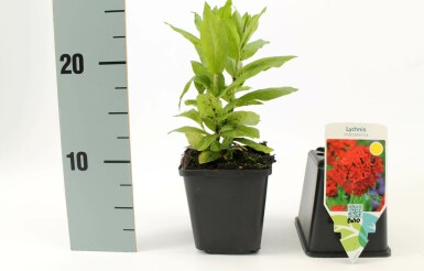 Lychnis chalcedonica Studentnejlika 5-10 i kruka P9 Lychnis chalcedonica