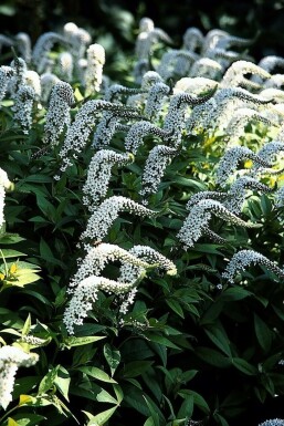 Lysimachia clethroides Vitlysing 5-10 i kruka P9 Lysimachia clethroides