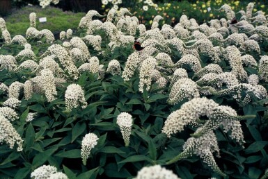 Lysimachia clethroides Vitlysing 5-10 i kruka P9 Lysimachia clethroides