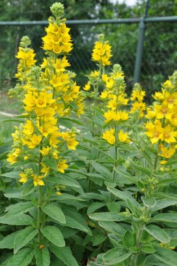 Lysimachia punctata Praktlysing 5-10 i kruka P9 Lysimachia punctata