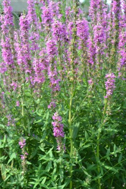 Lythrum salicaria Fackelblomster 5-10 i kruka P9 Lythrum salicaria