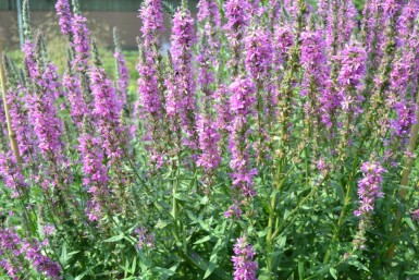 Lythrum salicaria Fackelblomster 5-10 i kruka P9 Lythrum salicaria