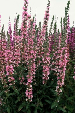 Lythrum salicaria 'Blush' Fackelblomster 5-10 i kruka P9 Lythrum salicaria 'Blush'