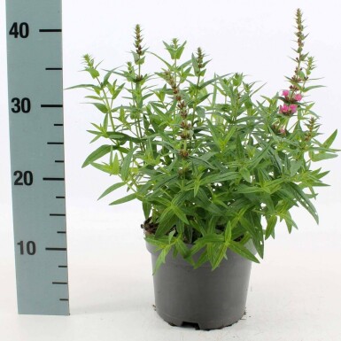 Lythrum salicaria 'Robert' Fackelblomster 10-15 i kruka C2 Lythrum salicaria 'Robert'