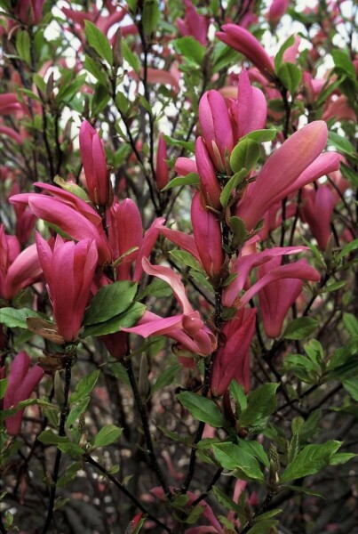 Magnolia 'Susan' C12 100-125