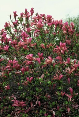 Magnolia 'Susan' C12 100-125
