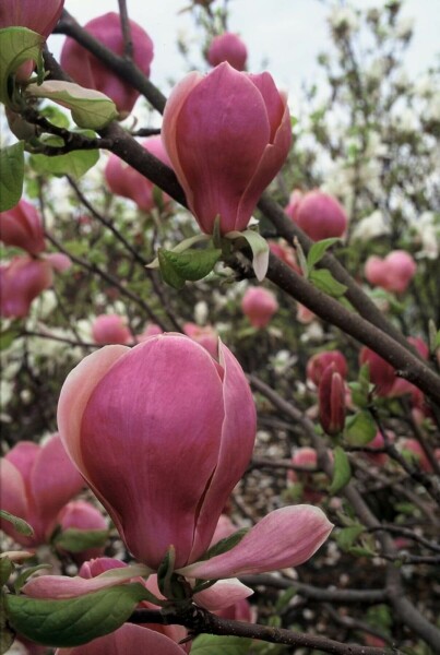 Magnolia × soulangeana 'Lennei' C12 125-150