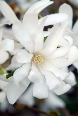 Magnolia stellata C2 20-30