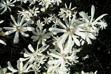 Magnolia stellata C2 20-30