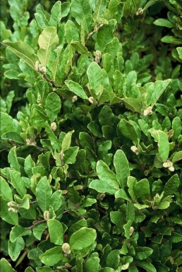 Magnolia stellata C2 20-30
