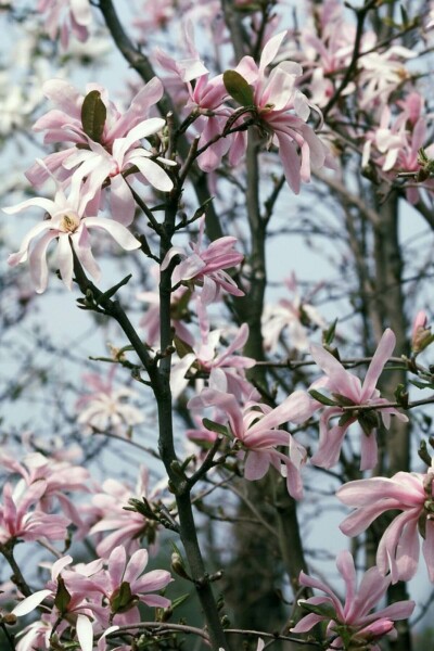 Magnolia stellata 'Rosea' C12 80-100