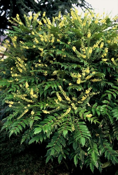 Mahonia × media 'Winter Sun' C10 40-60