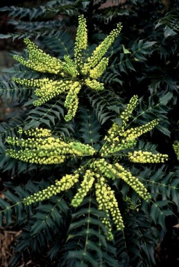 Mahonia × media 'Winter Sun' C10 40-60