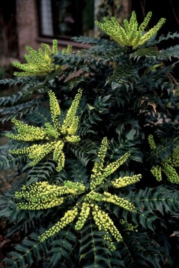 Mahonia × media 'Winter Sun' C10 40-60