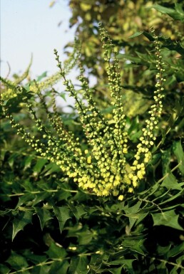 Mahonia × media 'Winter Sun' C10 40-60
