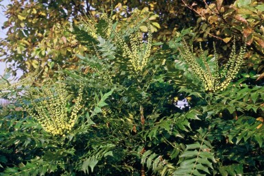 Mahonia × media 'Winter Sun' C10 40-60