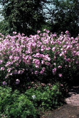 Malva alcea 'Fastigiata' Rosenmalva 5-10 i kruka P9 Malva alcea 'Fastigiata'