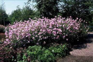 Malva alcea 'Fastigiata' Rosenmalva 5-10 i kruka P9 Malva alcea 'Fastigiata'
