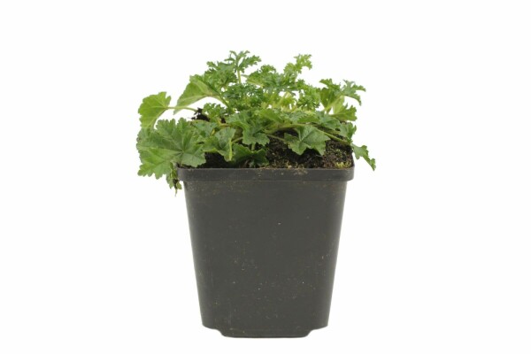 Malva moschata 'Rosea'