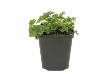 Malva moschata 'Rosea' Myskmalva 5-10 i kruka P9 Malva moschata 'Rosea'