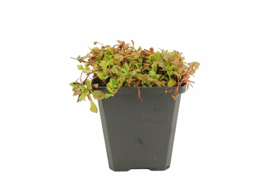 Mazus reptans Späd violreva 5-10 i kruka P9 Mazus reptans