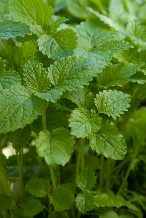 Melissa officinalis Citronmeliss 5-10 i kruka P9 Melissa officinalis