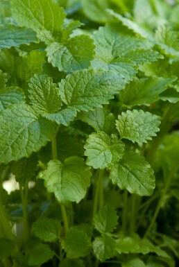 Melissa officinalis Citronmeliss 5-10 i kruka P9 Melissa officinalis