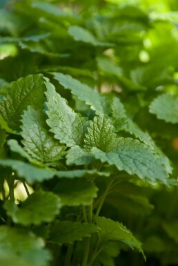 Melissa officinalis Citronmeliss 5-10 i kruka P9 Melissa officinalis