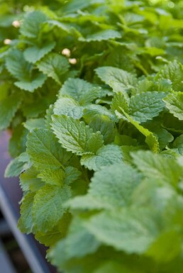 Melissa officinalis Citronmeliss 5-10 i kruka P9 Melissa officinalis