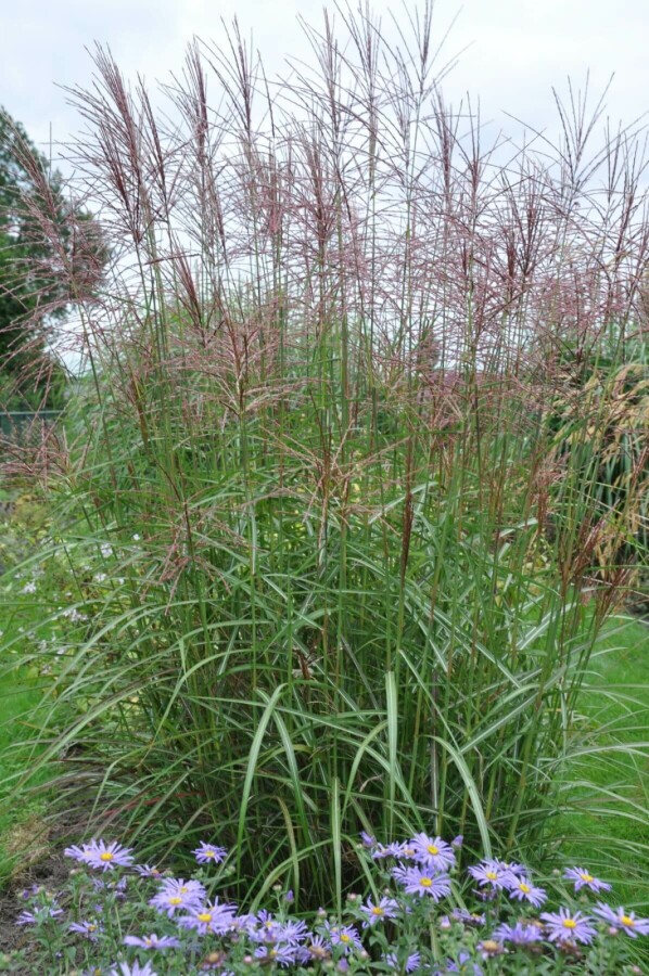 Miscanthus sinensis 'Ferner Osten' Glansmiskantus 10-15 i kruka P11 Miscanthus sinensis 'Ferner Osten'