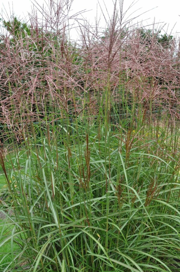 Miscanthus sinensis 'Ferner Osten' Glansmiskantus 5-10 i kruka P9 Miscanthus sinensis 'Ferner Osten'
