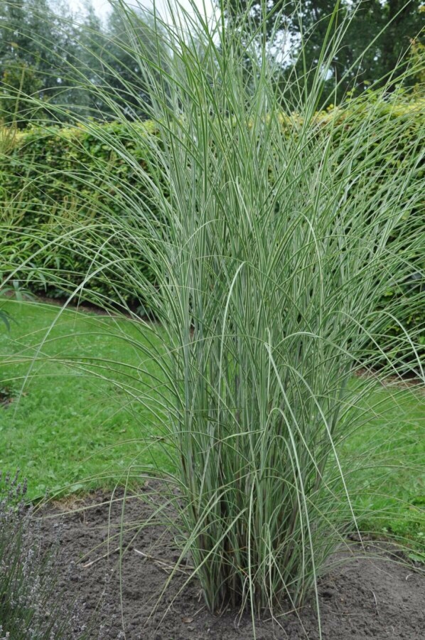 Miscanthus sinensis 'Morning Light' Glansmiskantus 5-10 i kruka P9 Miscanthus sinensis 'Morning Light'