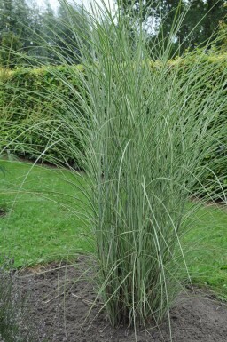Miscanthus sinensis 'Morning Light' Glansmiskantus 5-10 i kruka P9 Miscanthus sinensis 'Morning Light'