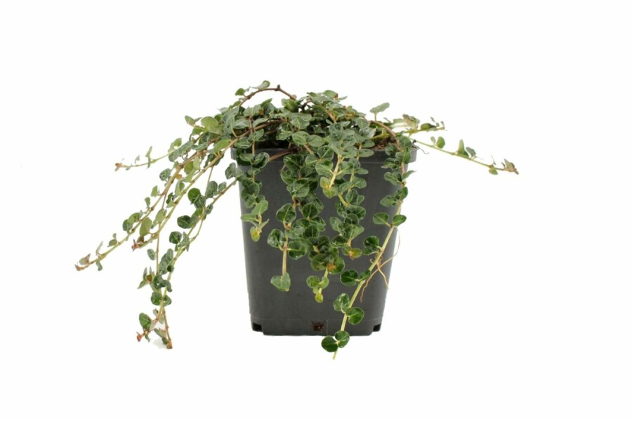 Mitchella repens Rapphönsbär 5-10 i kruka P9 Mitchella repens