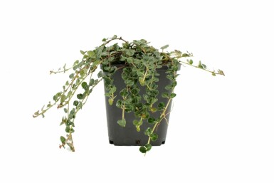 Mitchella repens Rapphönsbär 5-10 i kruka P9 Mitchella repens