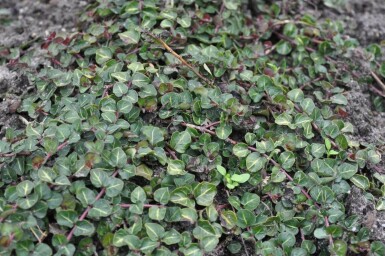 Mitchella repens Rapphönsbär 5-10 i kruka P9 Mitchella repens