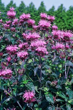 Monarda 'Beauty of Cobham' Temyntor 5-10 i kruka P9 Monarda 'Beauty of Cobham'