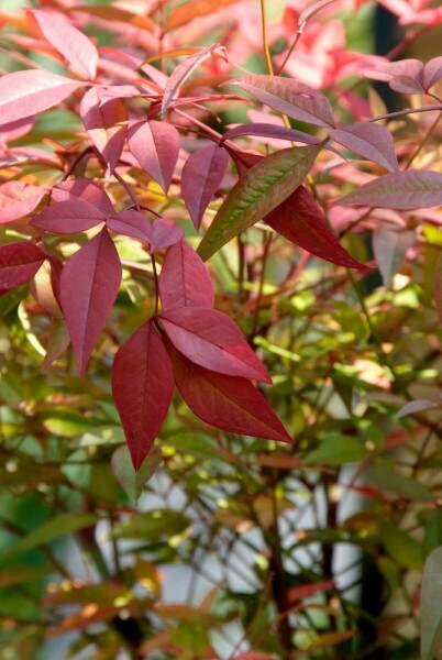 Nandina domestica C2 30-40