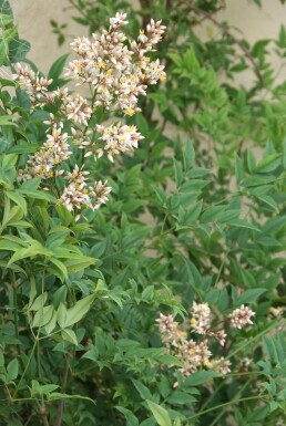 Nandina domestica C2 30-40