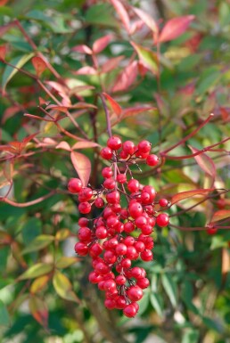 Nandina domestica C2 30-40