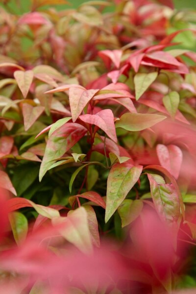 Nandina domestica 'Firepower' C2 20-30