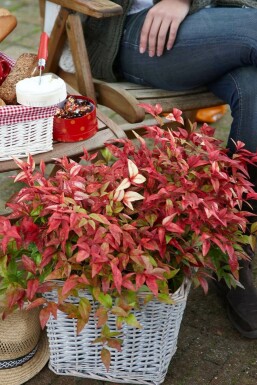 Nandina domestica 'Firepower' C2 20-30