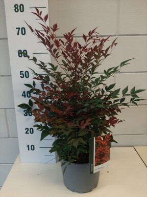 Nandina domestica 'Obsessed' buske 40-50 cm