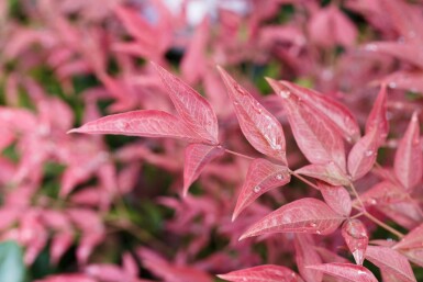 Nandina domestica 'Obsessed' C2 20-30