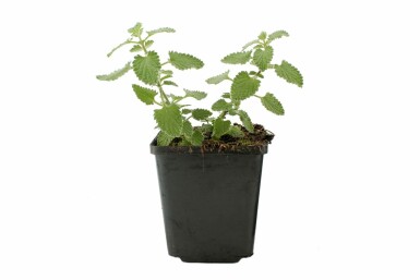 Nepeta × faassenii 'Six Hills Giant' Kantnepeta 5-10 i kruka P9 Nepeta × faassenii 'Six Hills Giant'